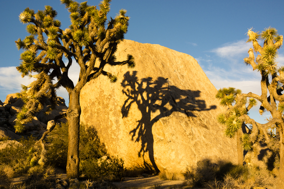 Joshua Tree National Park