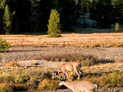 Yosemite National Park