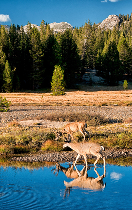 Yosemite National Park