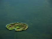 Lily Pad