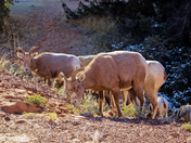 Zion National Park