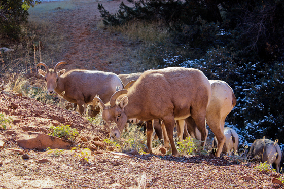 Zion National Park