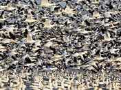 Snow Geese