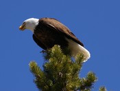 yellowstone