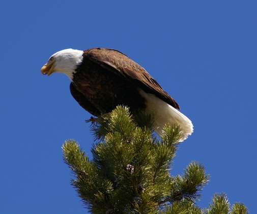 yellowstone