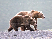 US Fish & Wildlife Service Kodiak National Wildlife Refuge
