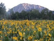 Gunnison national forest