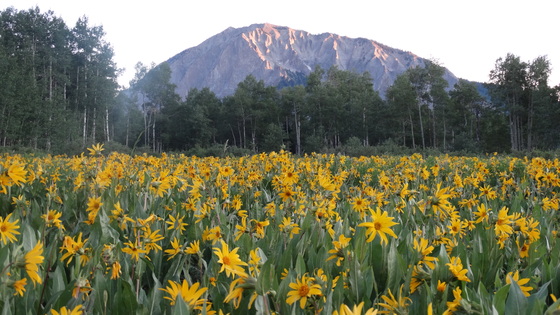 Gunnison national forest