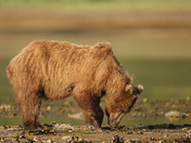 Katmai National Park