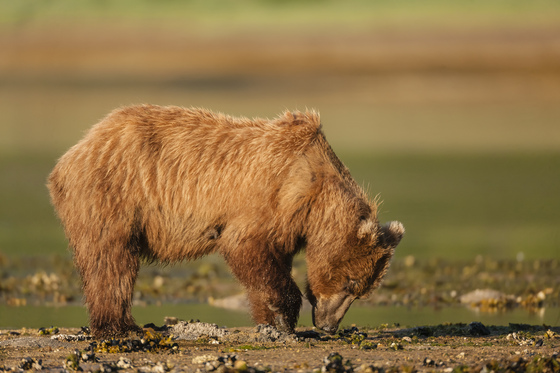 Katmai National Park
