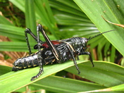Jean Lafitte NP, Barataria Preserve