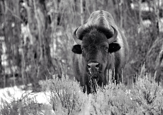 Grand Teton National Park
