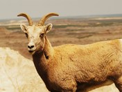 Badlands National Park