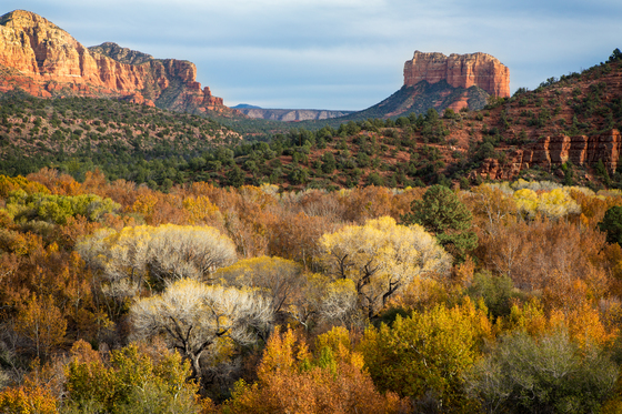 Coconino National Forest