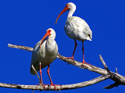 Ding Darling National Wildlife Refuge