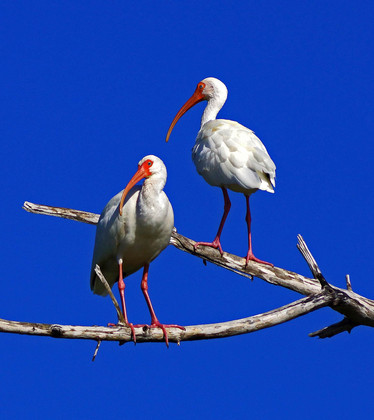 Ding Darling National Wildlife Refuge