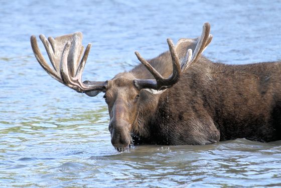 Glacier National Park