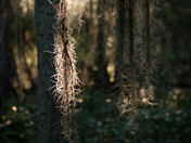 Jean Lafitte National Historical Park and Preserve