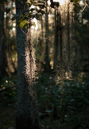Jean Lafitte National Historical Park and Preserve