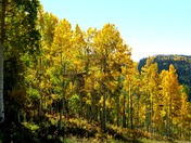 Routt National Forest