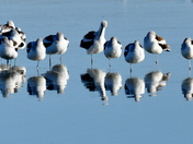 Quivira National Wildlife Refuge