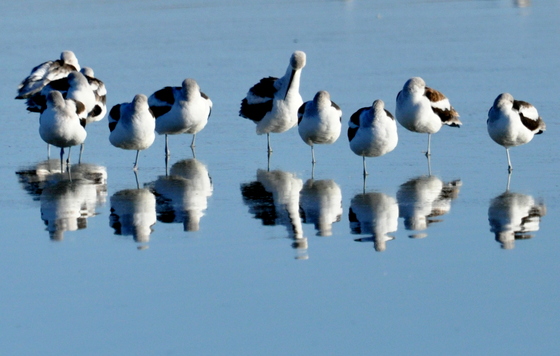 Quivira National Wildlife Refuge