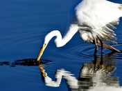 Quivira National Wildlife Refuge