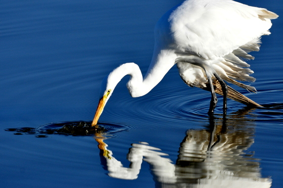 Quivira National Wildlife Refuge