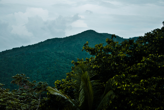 El Yunque / Puerto Rico 