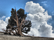Ancient Bristlecone Forest / Inyo National Forest