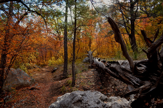 Guadalupe Mountains NP
