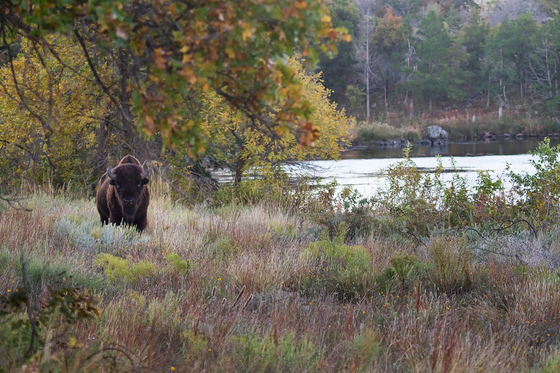 Wichita Mountains Wildlife Refuge