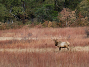 Wichita Mountains Wildlife Refuge