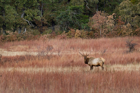 Wichita Mountains Wildlife Refuge