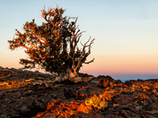 Ancient Bristlecone Pine Forest