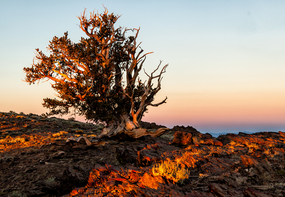 Ancient Bristlecone Pine Forest