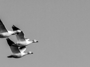 Bosque del Apache Wildlife Refuge