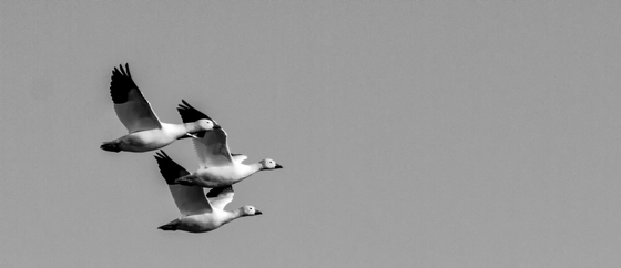 Bosque del Apache Wildlife Refuge