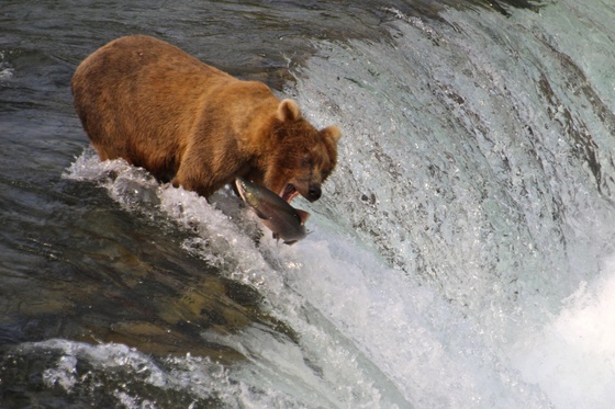 Katmai National Park