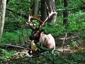 Smokey Mountain National Park