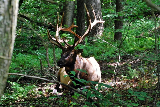 Smokey Mountain National Park