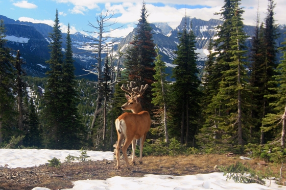 Glacier National Park