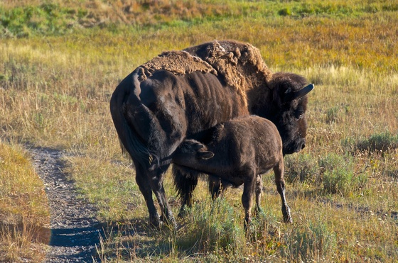 Yellowstone National Park