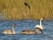 Tamarac National Wildlife Refuge