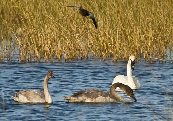Tamarac National Wildlife Refuge