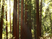Muir woods