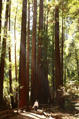 Muir woods