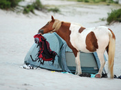 Assateague Island, MD