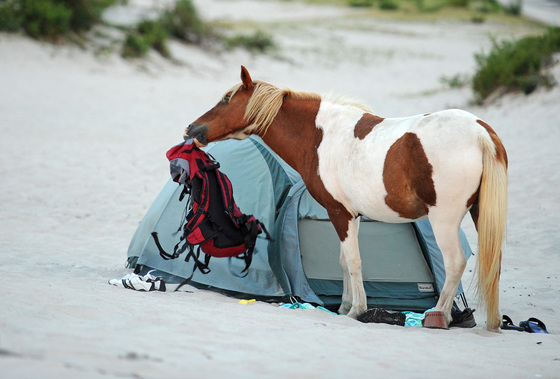 Assateague Island, MD