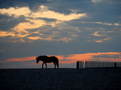 Assateague Island MD